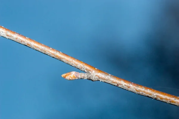 欧洲白桦树芽枝条的宏观照片 — 图库照片