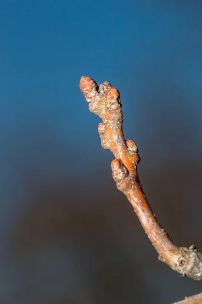 Gros Plan Sur Bourgeon Chêne Printemps — Photo