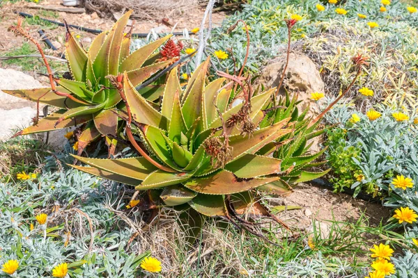 Çiçekli Aloe Vera İlkbaharda Bitkileri.