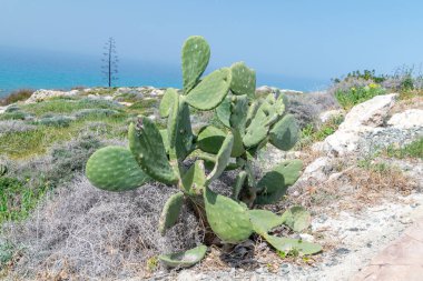 Akdeniz 'deki adada yeşil kaktüs bitkileri.