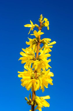 Polonya 'da bahar zamanı Sarı Forsythia Avrupai.