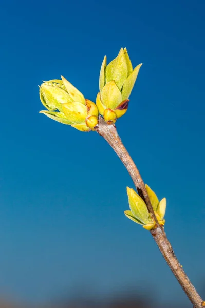 Makro Fénykép Közönséges Orgona Rügyeiről Syringa Vulgaris — Stock Fotó