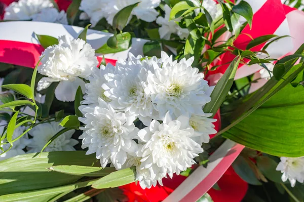 白菊の花の閉鎖 — ストック写真