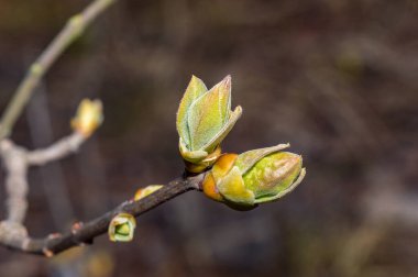 Şırınganın kabarık çiçekleri (leylaklar). Şırınga vulgaris, Oleaceae familyasından bir bitki türü..