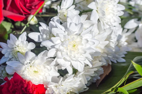 Closeup White Chrysanthemum Flower Commemorative Bouquet — ストック写真