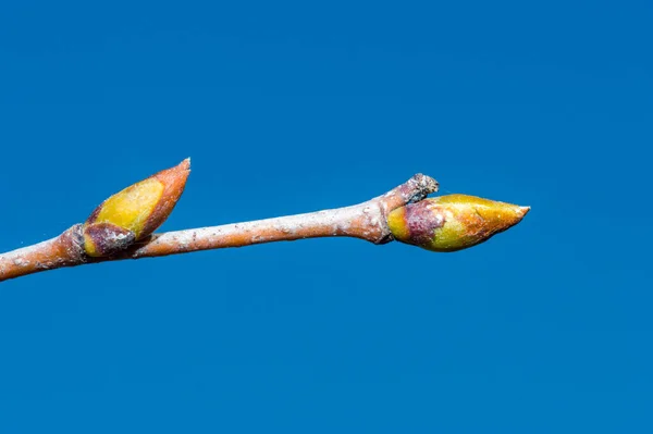 Knospen Der Betula Pendula Goldene Wolke Zeitigen Frühling — Stockfoto