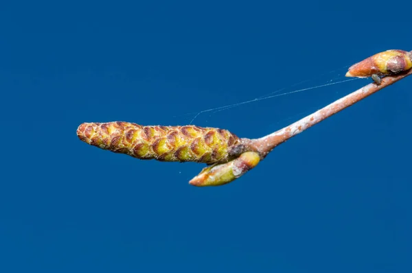 Catkins Betula Pendula Nube Dorada Sobre Fondo Azul — Foto de Stock