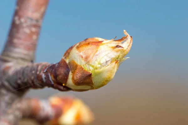 Макрофото Бутона Яблони Malus Domestica Весной — стоковое фото