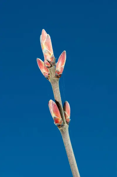 春にAcer Campestreの芽と枝 — ストック写真