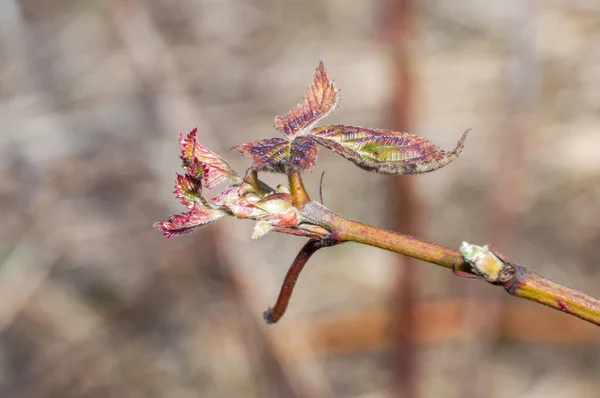 Κλάδος Μικρά Φύλλα Rubus Fruticosus Μαύρο Σατέν Την Άνοιξη — Φωτογραφία Αρχείου