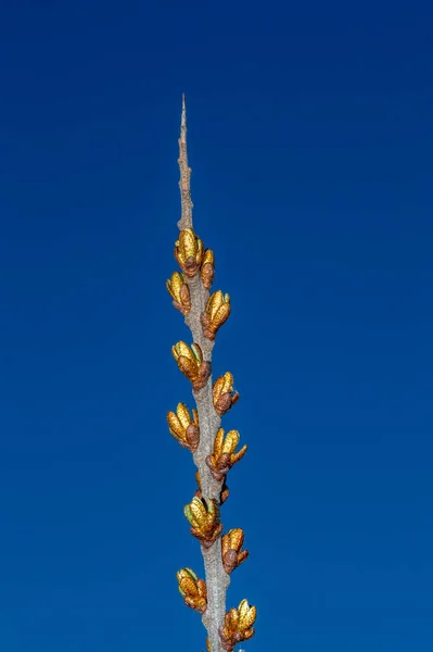 Tengeri Homoktövis Hippophae Rhamnoides Ága Tavasszal — Stock Fotó