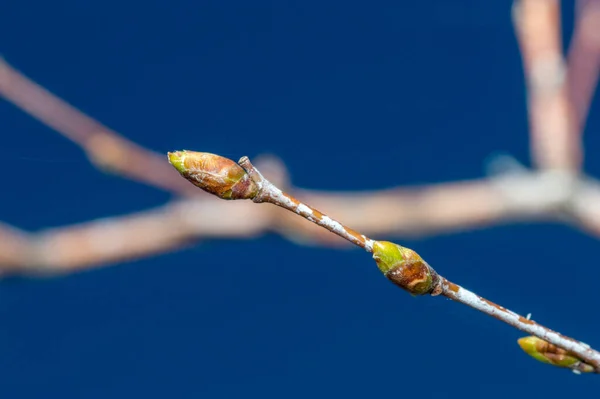 Árbol Abedul Con Brotes Detalle Betula Pendula Golden Cloud —  Fotos de Stock