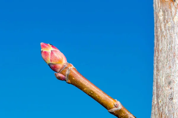 Knospe Von Acer Platanoides Auf Dem Zweig — Stockfoto