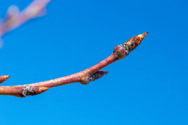 Bourgeon Prunus Domestica Sur Branche Arbre — Photo