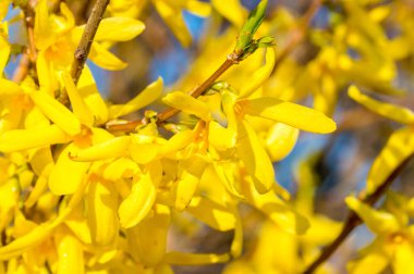 Sarı Bahar mevsiminde Florida çiçeği.
