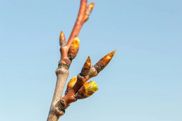 Brote Prunus Domestica Cielo Azul — Foto de Stock