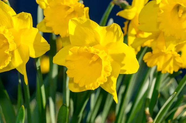 Narcissus Jonquilla Çiçeğine Yakın Çekim — Stok fotoğraf