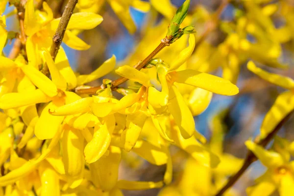 Gul Forsythia Blomma Våren — Stockfoto