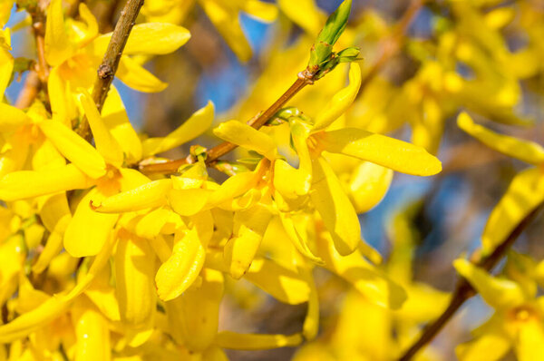 Yellow Forsythia flower in spring time.