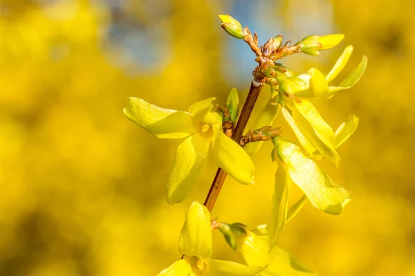 Makro Zdjęcie Kwitnących Żółtych Kwiatów Forsycji — Zdjęcie stockowe