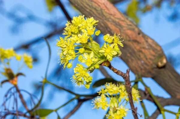 Makro Zdjęcie Kwiatów Platanoidów Acer Wiosną — Zdjęcie stockowe