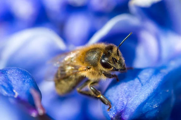 Makrofoto Einer Biene Die Auf Einer Blauen Blume Sitzt — Stockfoto