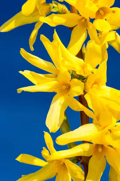Szczegóły Żółte Kwitnące Kwiaty Forsycji Błękitnym Niebie Wiosną Forsythia Rodzaj — Zdjęcie stockowe