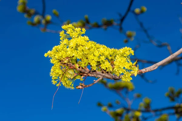 Drzewo Gałąź Acer Platanoides Kwiaty Czasie Wiosny — Zdjęcie stockowe