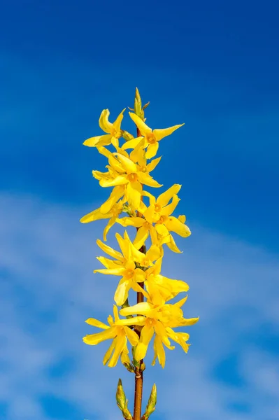 Żółte Kwitnące Kwiaty Forsycji Błękitnym Niebie Wiosną Forsythia Rodzaj Roślin — Zdjęcie stockowe