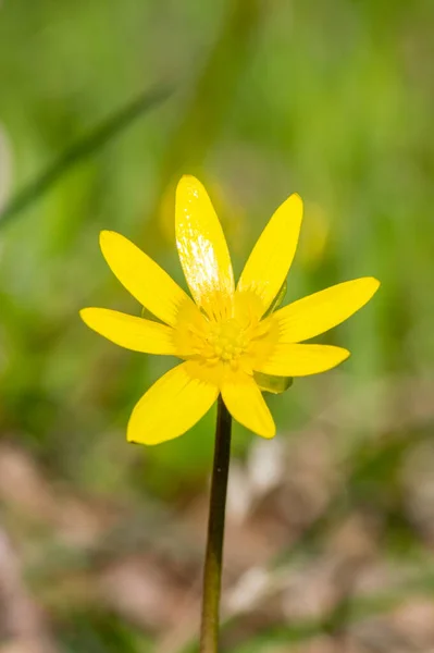 Ficaria Verna Eski Adıyla Ranunculus Ficaria Daha Celandine Veya Pilewort — Stok fotoğraf