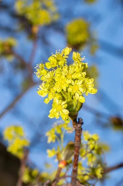 Acer Platanoider Blommor Trã Gren Ren — Stockfoto