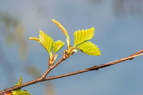 Detail Birch Twig Leaves — Foto de Stock