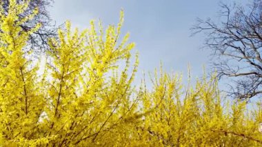 Çiçek açan sarı, ilkbahar çiçekleri..