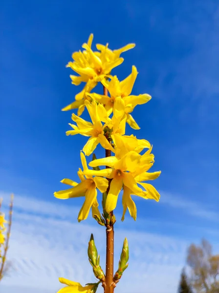 Blommande Forsythia Blå Himmel Våren — Stockfoto