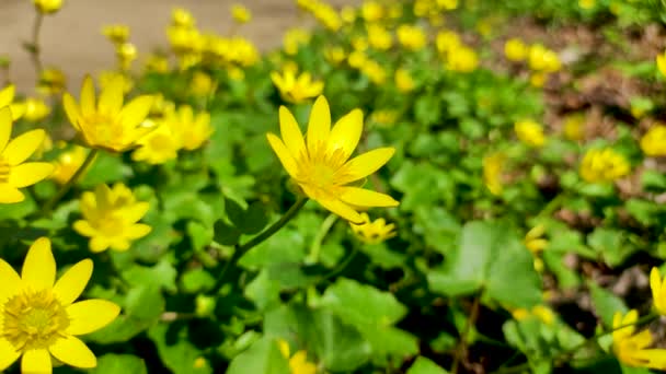 Ficaria Verna Ranunculus Ficaria Comunemente Nota Come Celidonia Minore Pilewort — Video Stock