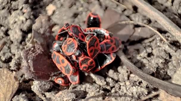 Feuerwanze Pyrrhocoris Apterus Ist Ein Häufiges Insekt Aus Der Familie — Stockvideo