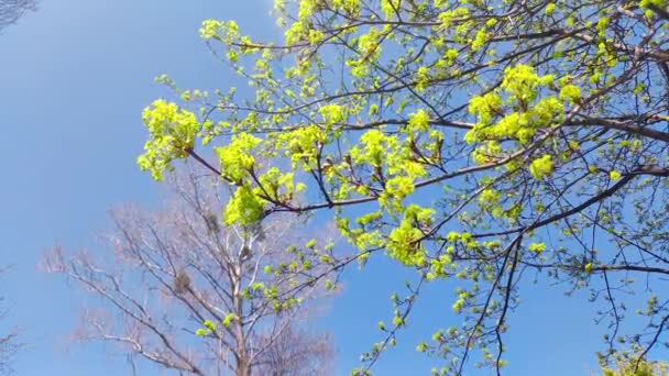 Tree Branches Acer Platanoides Flowers Spring Time — 비디오
