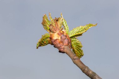Aesculus x carnea 'nın yaprak tomurcuğu ya da baharda kırmızı at kestanesi..