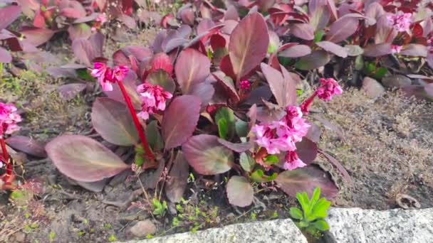Flores Bergenia Cordifolia Purpurea — Vídeo de Stock