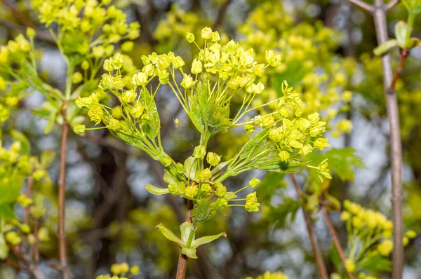 Kwiaty Acer Platanoides Wiosną — Zdjęcie stockowe