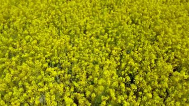 Kanola sahasının üzerinden uç. Colza çiçek tarlası manzarası. İnsansız hava aracı kolza tohumu tarlasında alçaktan uçuyor..