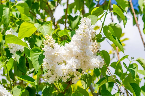 Floración Blanca Lila Día Soleado Primavera —  Fotos de Stock