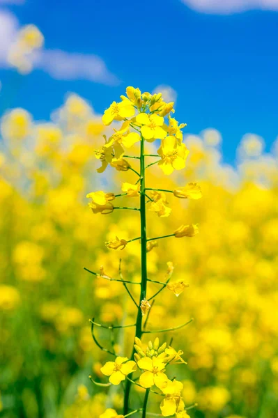 顶部黄色油菜花的细节 夏天在田里盛开的油菜花 — 图库照片