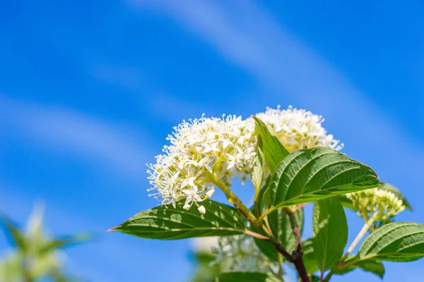 Květiny Symphoricarpos Albus Obyčejné Sněhové Bobule Modré Obloze Jaře — Stock fotografie