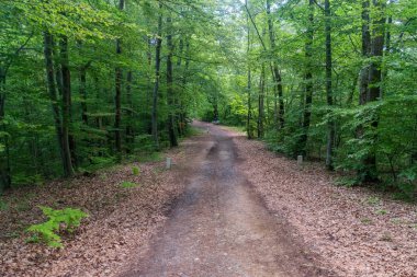 Avusturya 'daki orman yolu Slovenya, Avusturya, Macaristan sınırına çıkıyor. Avrupa 'nın Schengen Bölgesi' nde Tripoint yolu, trijunction, üçlü nokta veya üç sınır bölgesi.