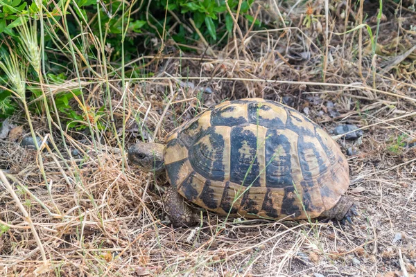 Hermann Tortoise Testudo Hermanni Grass Hermann Tortoises Small Medium Sized — Stockfoto