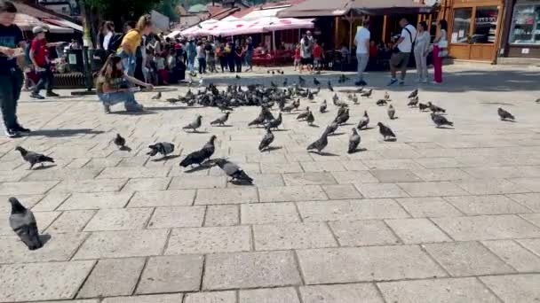 Sarajevo Bosnia Herzegovina June 2022 Lots Pigeons Bascarsija Square Historical — Stock video