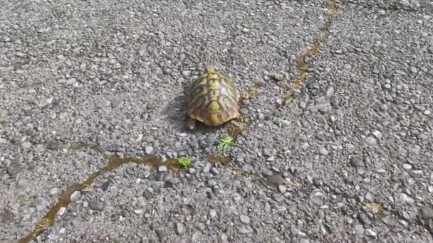 Черепаха Германа Testudo Hermanni Дороге Черногорию — стоковое видео