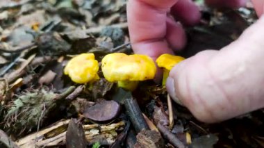 Collect chanterelle mushroom in the summer forest.