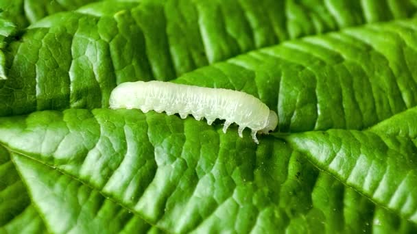 Larva Green Leaf — Wideo stockowe